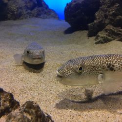 Close-up of fish swimming in sea