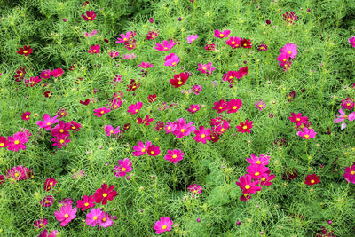 High angle view of pink flowers blooming outdoors