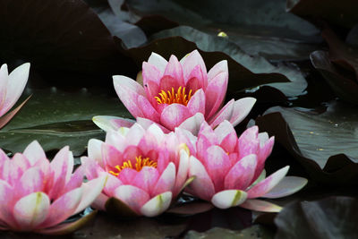 Close-up of pink lotus water lily in pond