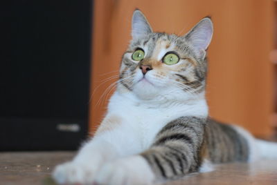 Close-up portrait of a cat