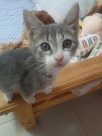 Portrait of kitten sitting at home