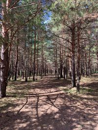 Trees in forest