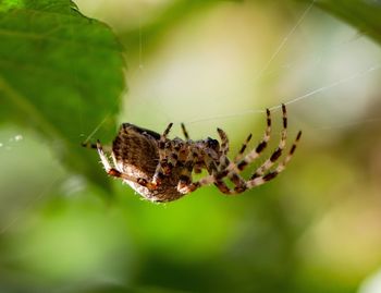 Close-up of spider on web