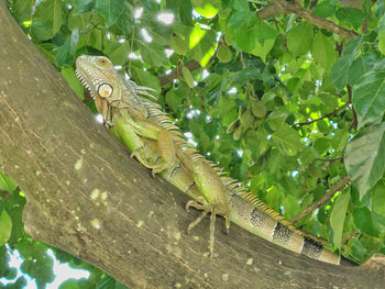 High angle view of lizard on tree