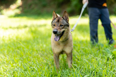 Dog standing on field