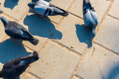 Low section of man and pigeons on street