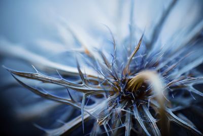 Close-up of dried plant in shades of blue