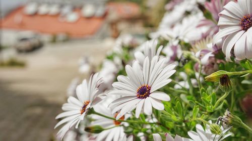 Close-up of white daisy flowers