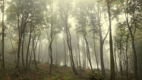 Trees in forest