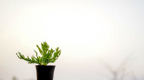 Close-up of potted plant against white background