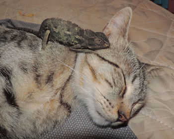 High angle view of chameleon on cat at bed