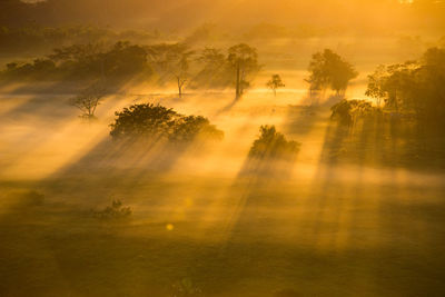 Trees on misty landscape