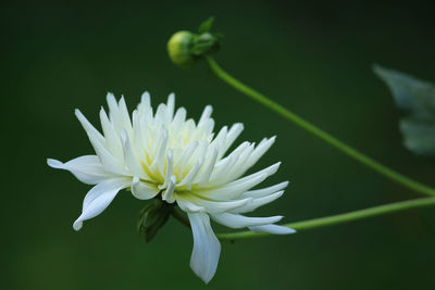 Close-up of white flower blooming outdoors