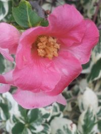 Close-up of pink flowers