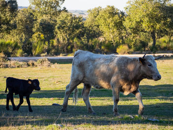 Horse standing in a field