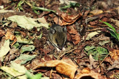 High angle view of mouse on field at forest