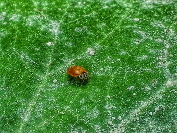 Close-up of insect