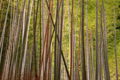 Arashiyama bamboo grove zen garden light up at night, a forest of bamboo in arashiyama, kyoto, japan