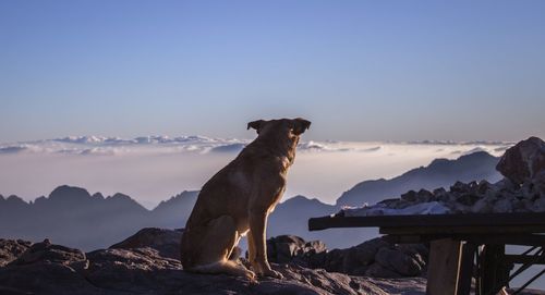 Horse on mountain against clear sky