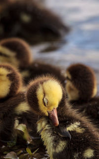 Close-up of a bird