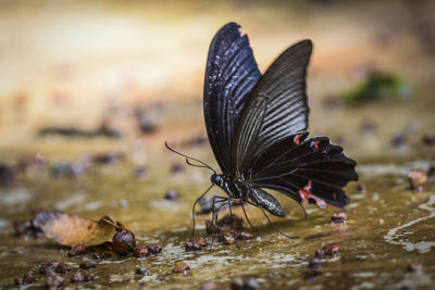 Close-up of butterfly