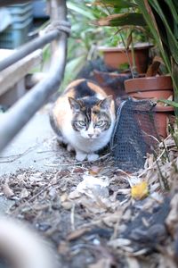 Portrait of cat by outdoors