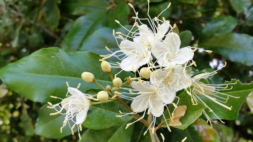 Close-up of white flowers