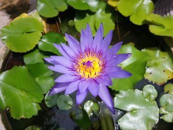 Close-up of purple water lily