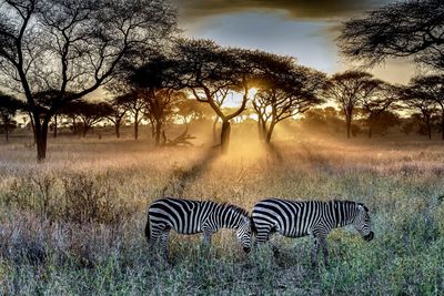 Zebra on field against sky during sunset