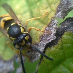 Close-up of insect on leaf