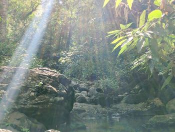 Scenic view of waterfall in forest