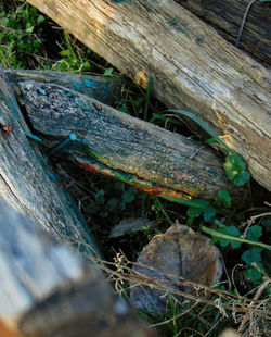High angle view of lizard on wood
