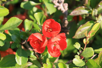 Close-up of red flowering plant