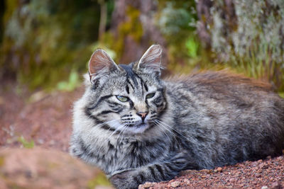 Portrait of cat relaxing on land