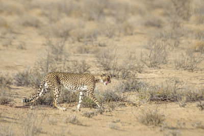 Full length of a cat