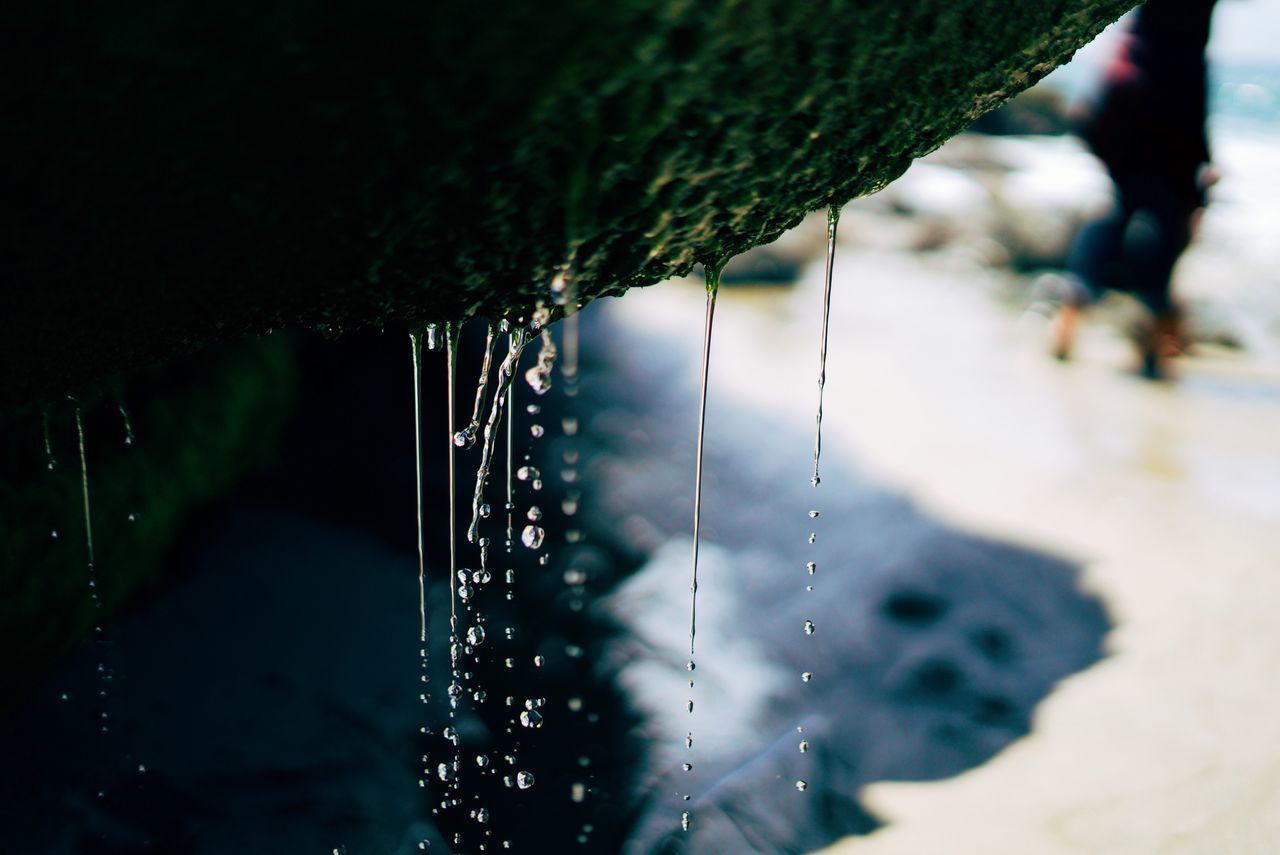 CLOSE-UP OF WATER DROPS ON PLANTS