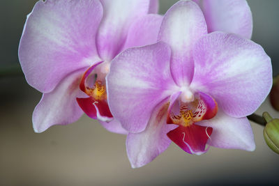 Close-up of pink orchids