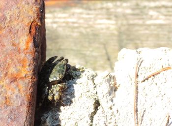 Close-up of tree trunk