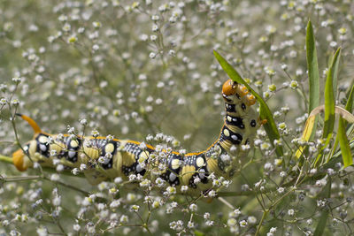 Close-up of insect on plant