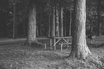 View of trees in the forest