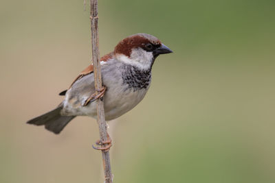 Close-up of bird perching on twig