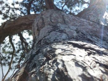 Low angle view of tree trunk