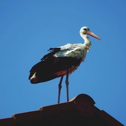 Low angle view of a bird