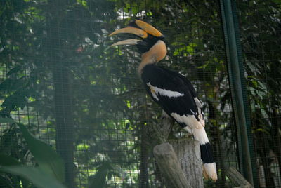 Hornbill at zoo