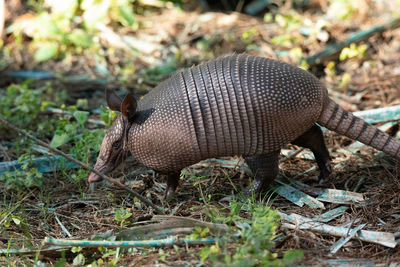 Foraging nine-banded armadillo dasypus novemcinctus in the woods of naples, florida