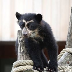 Close-up of black bear sitting on wood