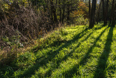 Trees growing on field in forest