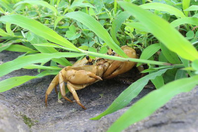 Close-up of insect on plant