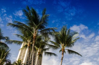 Low angle view of palm trees against blue sky