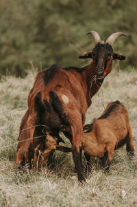 Goat mama feeding her babies 